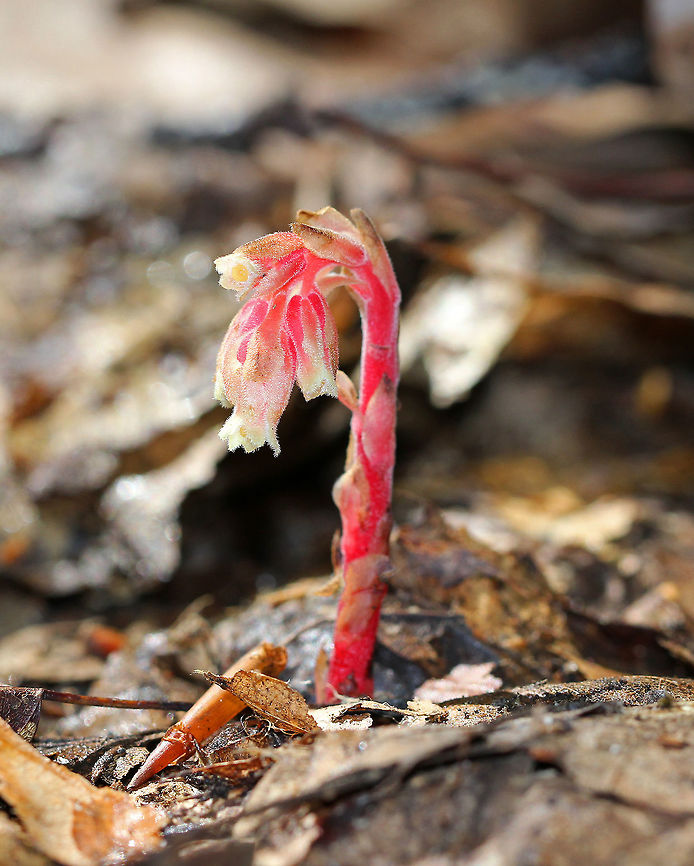 Hairy Pine Sap - Hypopitys lanuginosa A saprophytic pink plant with several vase-like, nodding flowers on a downy, scaly stem. <br />
<br />
This plant has no chlorophyll; so, it can&#039;t get energy from sunlight. Instead, it gets nutrients from fungi in the soil. Geotagged,Hairy Pine Sap,Hypopitys lanuginosa,Monotropa hypopitys,Summer,United States,monotropa,mycoheterotrophic,pinesap