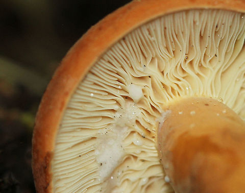 Lactifluus volemus Reddish orange cap, pale orange stipe, and pale yellow/cream colored gills that leaked white milk when disturbed.  Geotagged,Lactifluus,Lactifluus volemus,Summer,United States,fungus,milky cap,mushroom