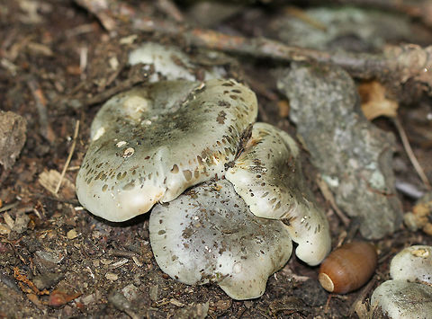 Soapy Knight Grayish, inrolled caps with spots at the margins. Gills and stipe were cream colored. Stipe was pink at the base. This mushroom had an unusual odor - it smelled like soap. Fall,Geotagged,Tricholoma,Tricholoma saponaceum,United States,fungus,mushroom