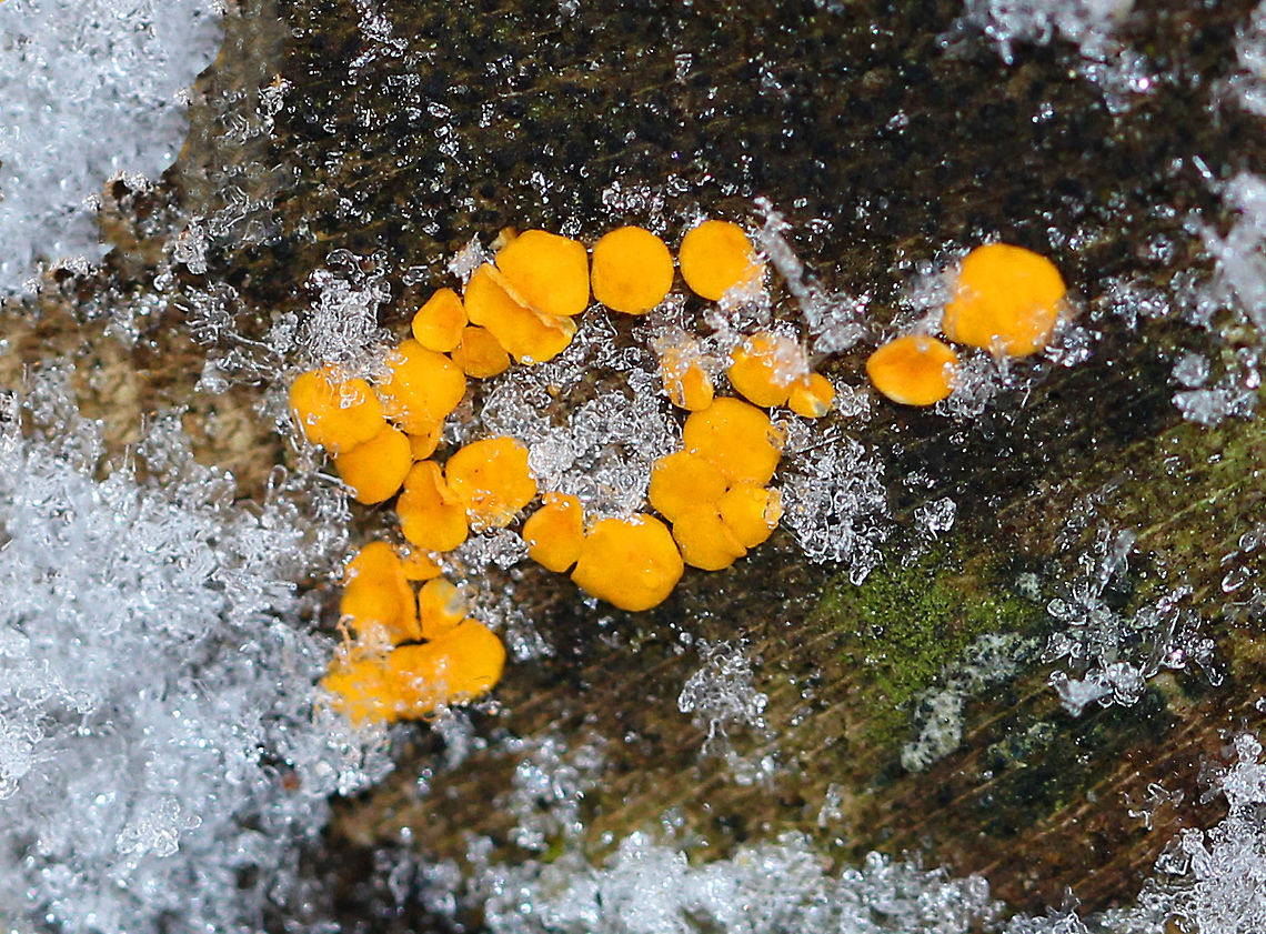 Yellow Fairy Cups Tiny, yellowish orange fruiting bodies that had a beautiful contrast against the snow. They were about 1-2 mm in diameter. Bisporella citrina,Geotagged,Lemmon Disco,United States,Winter,Yellow Fairy Cups,fungi,fungus,mushroom