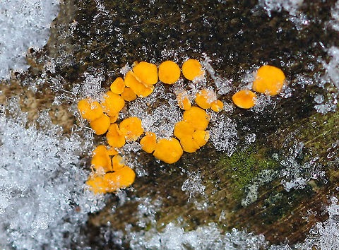 Yellow Fairy Cups Tiny, yellowish orange fruiting bodies that had a beautiful contrast against the snow. They were about 1-2 mm in diameter. Bisporella citrina,Geotagged,Lemmon Disco,United States,Winter,Yellow Fairy Cups,fungi,fungus,mushroom