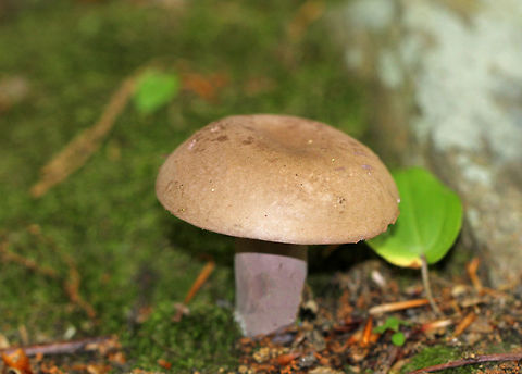 Violet-grey Bolete Bolete with a brown cap, purple stipe, and cream-colored pores. Geotagged,Summer,Tylopilus plumbeoviolaceus,United States,Violet-grey Bolete,bolete,fungus,mushroom