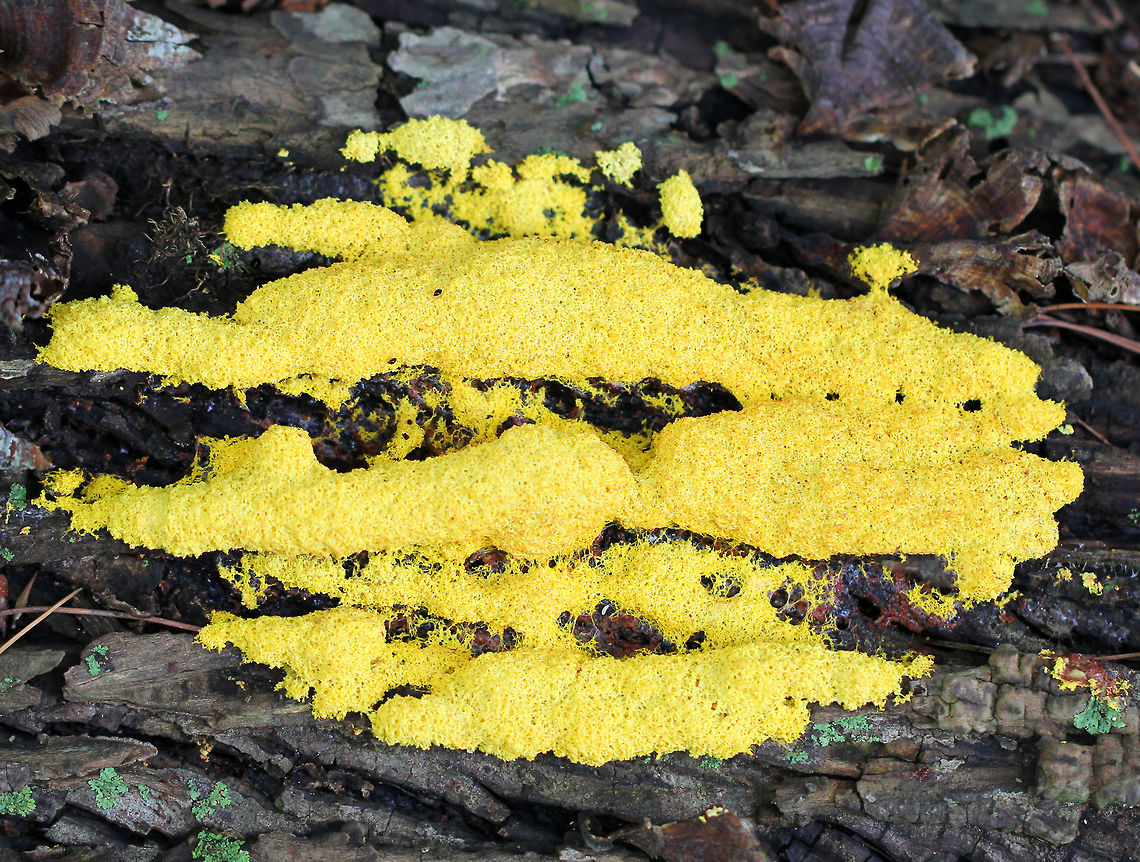 Dog Vomit Slime Mold A very aptly named slime mold! The yellow plasmodium of Fuligo septica eventually transforms into a sponge-like aethalium that is analogous to the spore-bearing fruiting body of a mushroom. When the aethalium degrades, it releases spores.  Dog Vomit Slime Mold,Fuligo,Fuligo septica,Geotagged,Summer,United States,slime mold