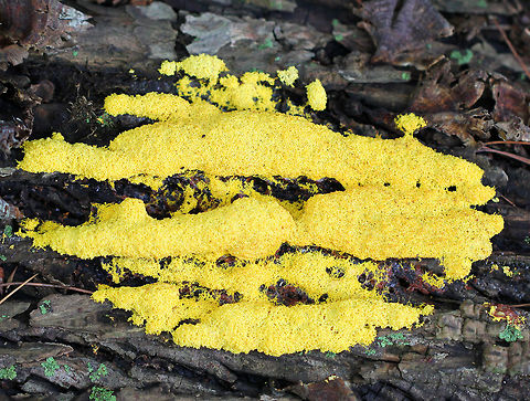 Dog Vomit Slime Mold A very aptly named slime mold! The yellow plasmodium of Fuligo septica eventually transforms into a sponge-like aethalium that is analogous to the spore-bearing fruiting body of a mushroom. When the aethalium degrades, it releases spores.  Dog Vomit Slime Mold,Fuligo,Fuligo septica,Geotagged,Summer,United States,slime mold