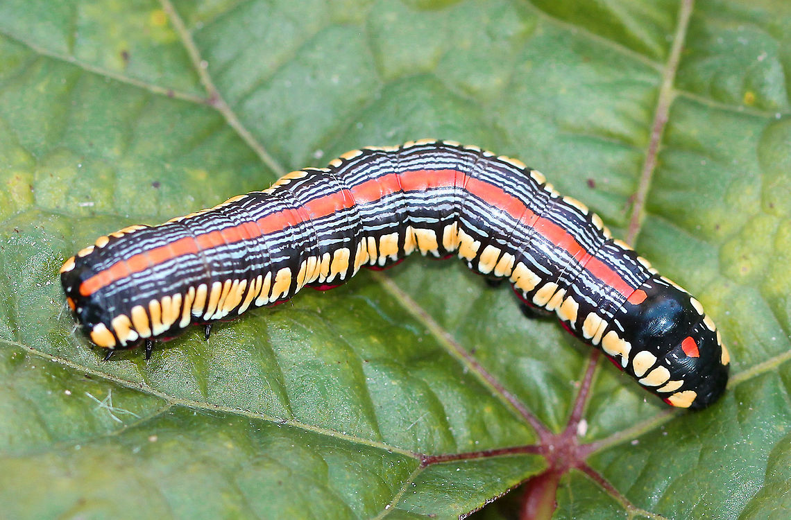 Brown-bordered Owlet Caterpillar  Brown-bordered Owlet,Brown-bordered Owlet Caterpillar,Cucullia convexipennis,Fall,Geotagged,United States,caterpillar,moth week 2018