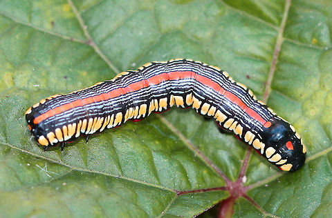 Brown-bordered Owlet Caterpillar  Brown-bordered Owlet,Brown-bordered Owlet Caterpillar,Cucullia convexipennis,Fall,Geotagged,United States,caterpillar,moth week 2018