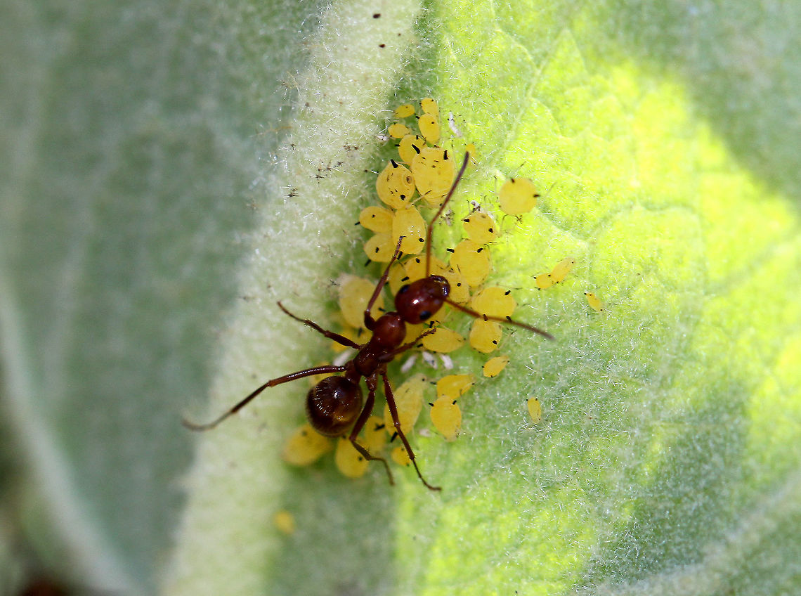 Oleander Aphids (with Ant) Yellow aphids with black cornicles, legs, and antennae. These aphids had an ant guarding them! Some ants &quot;farm&quot; aphids - they protect the aphids, and in return the ants eat the honeydew that the aphids release from their alimentary canals. Thus forming a mutualistic relationship. Aphis nerii,Geotagged,Milkweed aphid,Mutualism,Oleander Aphids,Summer,United States,ant,symbiosis
