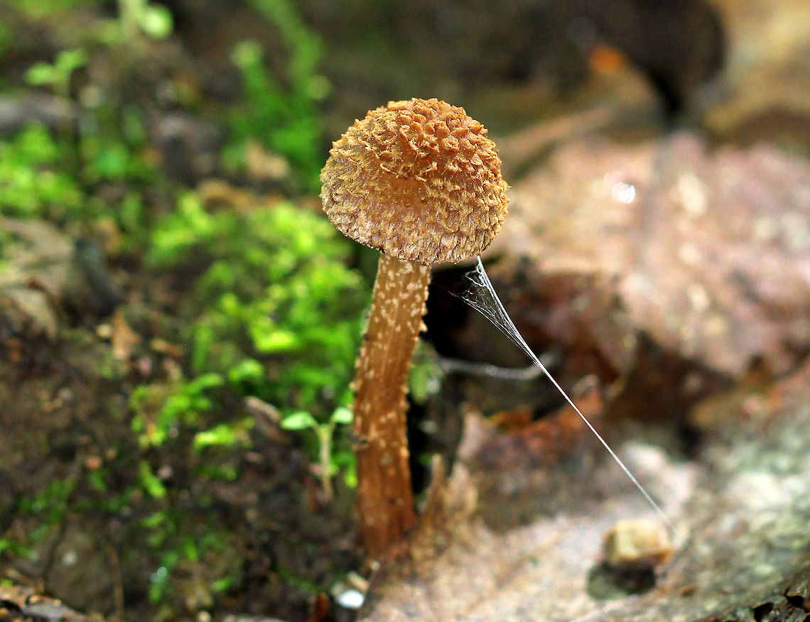 Green-foot Fiber Head Small, brown mushroom with a scaly cap and stalk. The stalk base bruises bluish green. Geotagged,Green-foot Fiber Head,Greenfoot Fibrecap,Inocybe calamistrata,Summer,United States,fungus,mushroom