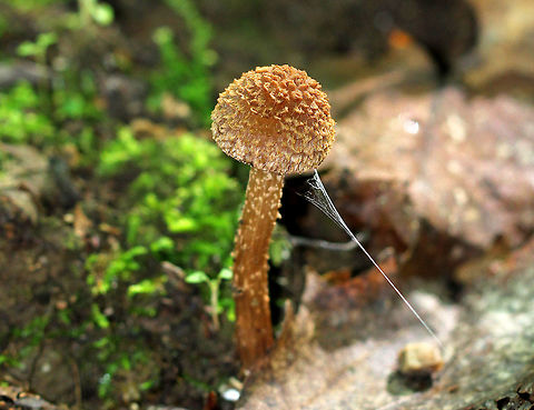 Green-foot Fiber Head Small, brown mushroom with a scaly cap and stalk. The stalk base bruises bluish green. Geotagged,Green-foot Fiber Head,Greenfoot Fibrecap,Inocybe calamistrata,Summer,United States,fungus,mushroom