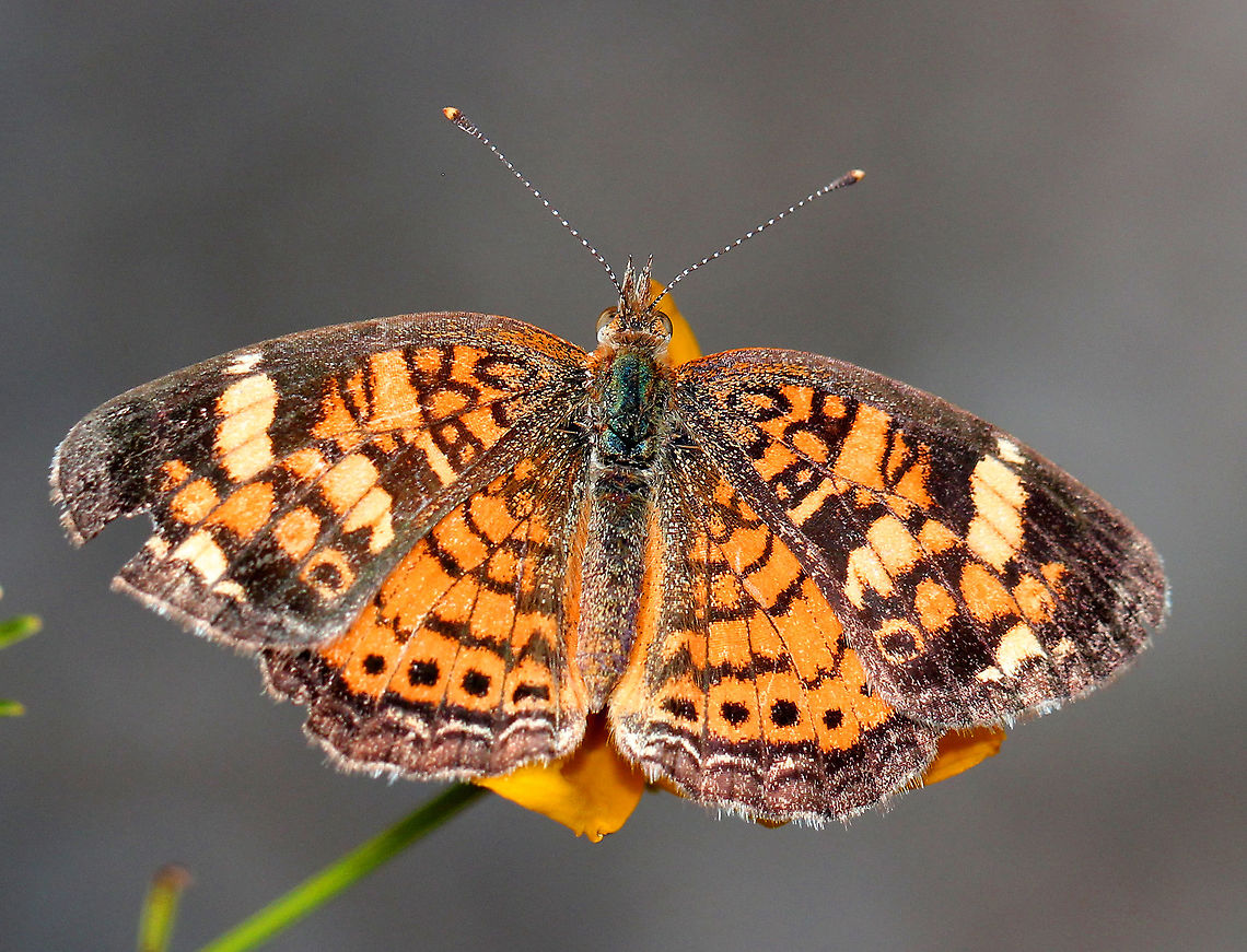 Pearl Crescent The color in this picture is a bit off (gray background) because it was taken during a solar eclipse. The pattern for this species is very variable. Upperside is orange with black borders; the postmedian and submarginal areas are crossed by fine black marks.  Geotagged,Pearl Crescent,Phyciodes tharos,Summer,United States,butterfly