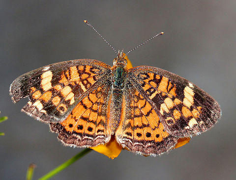 Pearl Crescent The color in this picture is a bit off (gray background) because it was taken during a solar eclipse. The pattern for this species is very variable. Upperside is orange with black borders; the postmedian and submarginal areas are crossed by fine black marks.  Geotagged,Pearl Crescent,Phyciodes tharos,Summer,United States,butterfly