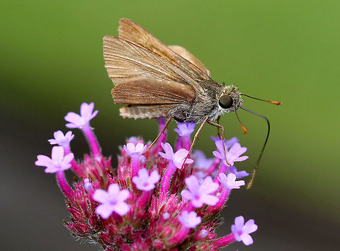Swarthy Skipper Very plain, brown skipper with no outstanding distinguishing marks. They occasionally have a faint pair of spots on their forewings. Geotagged,Nastra lherminier,Summer,Swarthy Skipper,United States,butterfly,skipper