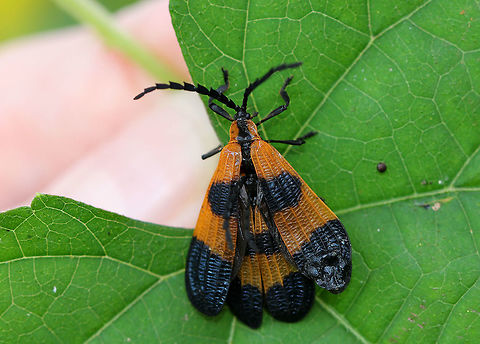 Net-winged Beetles - Calopteron terminale Upon first glance, this beetle appears to have four sets of wings rather than two. However, the second pair of wings (in the middle) actually belong to the male, who is much smaller than the female. He's so well camouflaged and dwarfed by his mate's larger size that all we can see of him is part of his elytra and his antennae. The female was approximately 13mm, and both sexes had aposematic coloration consisting of a black and orange pattern with ridged elytra. 

Female beetles of this species can mate multiple times. Each time they mate, their eggs get fertilized and any extra sperm gets stored within their bodies for future use. As their aposematic coloration suggests, Calopteron beetles have chemical defenses. They produce toxic phenols and foul-smelling pyrazines to deter predators. Also, the ridges on their elytra are brittle and rupture easily, which releases their defensive chemicals. If that's not enough to deter a predator, they can reflex-bleed from their leg joints when attacked! Banded net-winged beetle,Calopteron terminale,End Band Net-Wing,Geotagged,Net-winged Beetle,Summer,United States,beetle