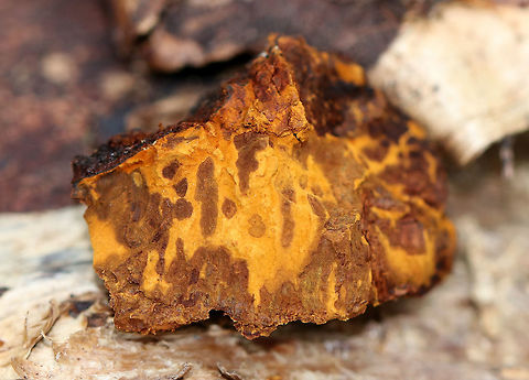 Chaga Known as the "King of Medicinal Mushrooms", Chaga has an irregularly shaped, cracked, black outer surface, which looks like burnt charcoal. This hard, black surface is called the sclerotium. The sclerotium is a mass of mycelium that is black because it contains large amounts of melanin. Internally, the tissue is softer and cork-like with a rusty yellow-brown color. 

Chaga is nutrient-dense, and has many medicinal uses, including its potentially significant anti-cancer properties. Studies show that it may slow the growth of cancer and cause tumor cells to self-destruct. Chaga mushroom,Geotagged,Inonotus obliquus,Inonotus obliquus f. sterilis,United States,Winter,chaga