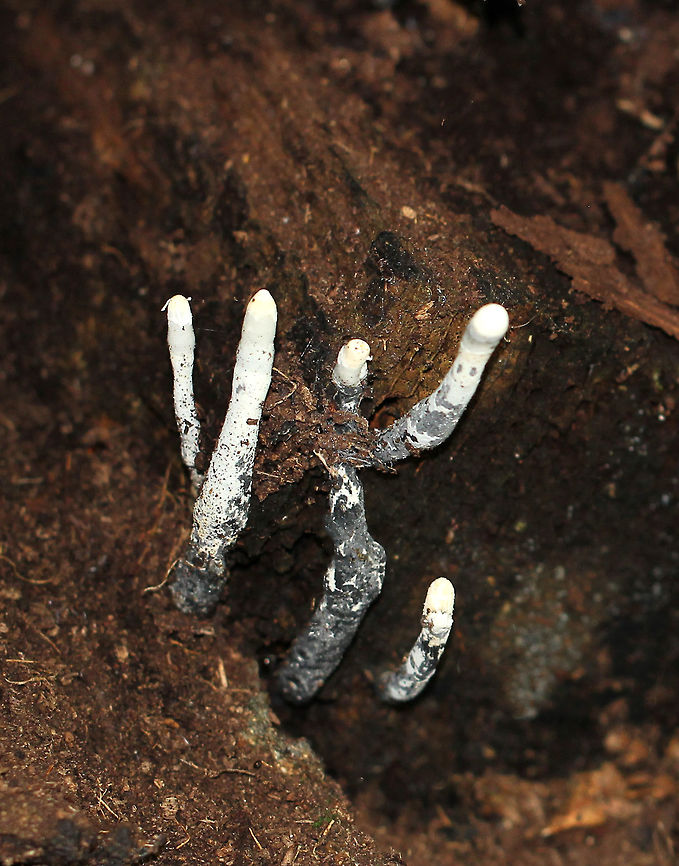 Dead Man's Fingers Young Dead Man's Fingers fungus, characterized by its tall, "finger-like" shape and white, rounded tips. Dead Man's Fingers,Geotagged,Spring,United States,Xylaria polymorpha,fungus,mushroom