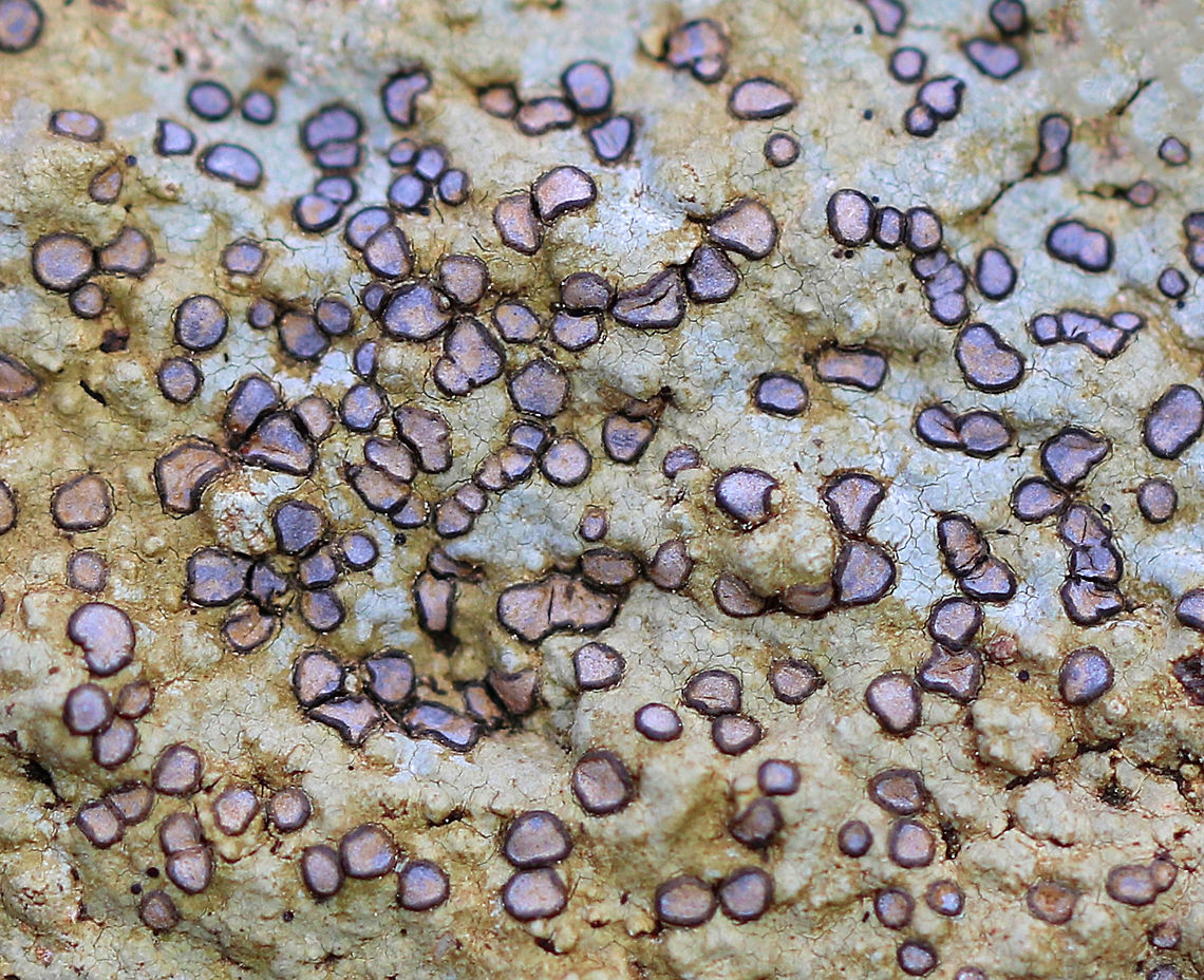 Smoky-eye Boulder Lichen Stunning crustose lichen with metallic, purplish-pink apothecia and a tan thallus. It was growing on a mossy rock in a mixed forest.<br />
<br />
 Geotagged,Porpidia,Porpidia Lichen,Porpidia albocaerulescens,Smoky-eye Boulder Lichen,United States,Winter,crustose lichen,lichen