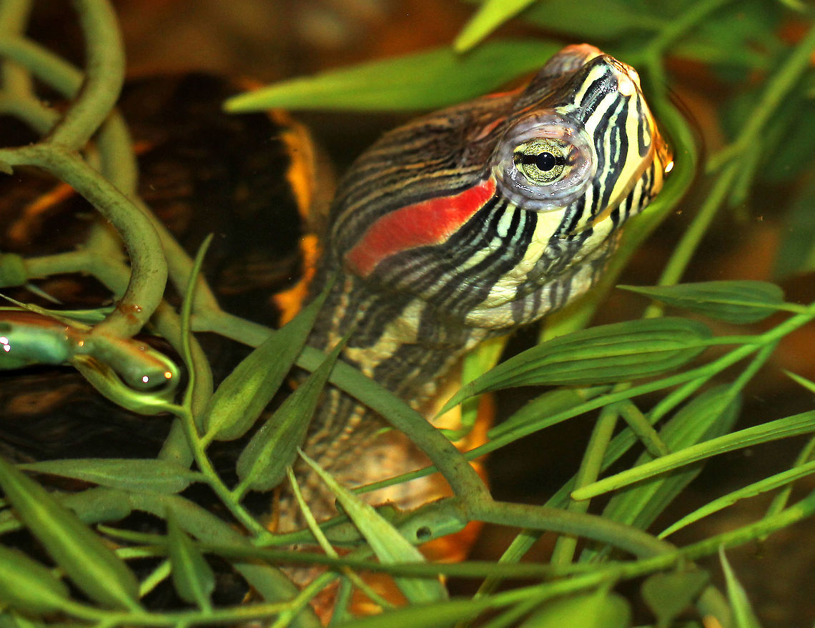 Red-eared Slider This kind of turtle is a popular pet species, and is not native to Connecticut. People often release them near ponds, which causes problems for native species, such as the painted turtle. Red-eared Sliders are aggressive and strong, and they compete with native species for habitat, food, and nesting sites.  Geotagged,Red-eared Slider,Red-eared slider,Spring,Trachemys scripta elegans,United States,turtle