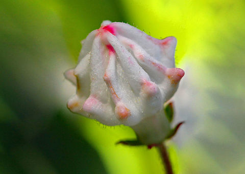 Mountain Laurel Flower Bud Large shrub (5 feet tall) with dramatic clusters of white and pink buds and white flowers. The leaves were shiny and leathery.
https://www.jungledragon.com/image/71155/mountain_laurel_-_kalmia_latifolia.html Geotagged,Kalmia latifolia,Mountain Laurel,Mountain-laurel,Spring,United States,bud,flower
