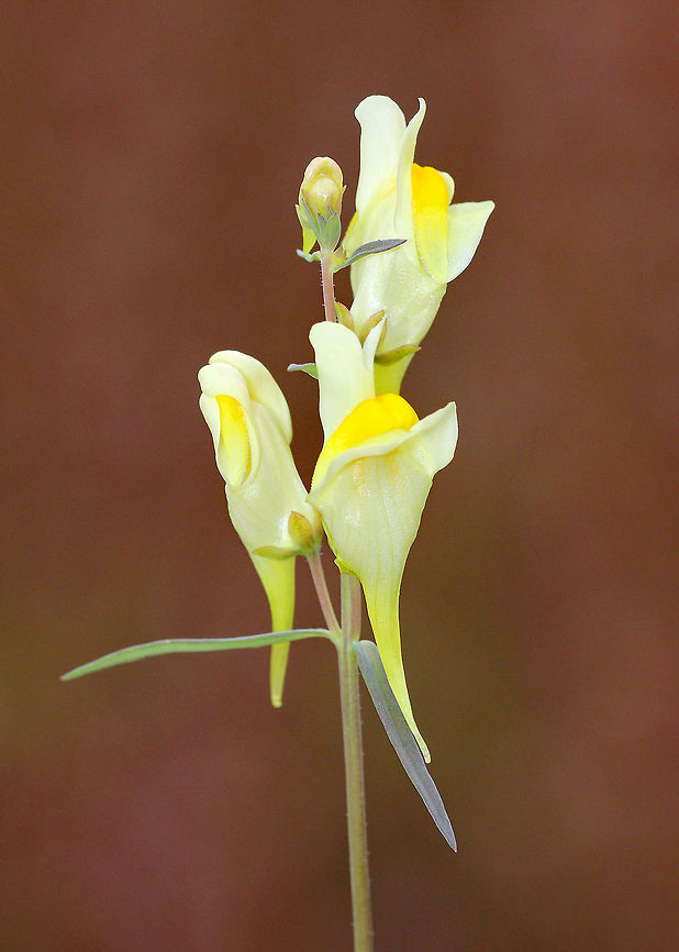 Yellow Toadflax This plant was about 2 feet tall and had little branching. The alternate leaves were distributed around the central stem. The flowers, which are distributed around the raceme, were about 3 cm long and consisted of a tubular corolla with a pale yellow upper lip and an orange-yellow lower lip. This plant usually flowers mid-summer to early fall. November is usually a bit late to see it in Connecticut, but it was a nice surprise! Butter-and-eggs,Fall,Geotagged,Linaria vulgaris,United States,Yellow Toadflax,butter and eggs,flowers,wildflowers,yellow,yellow wildflowers