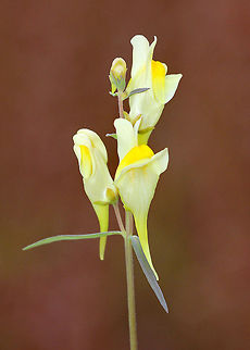 Yellow Toadflax This plant was about 2 feet tall and had little branching. The alternate leaves were distributed around the central stem. The flowers, which are distributed around the raceme, were about 3 cm long and consisted of a tubular corolla with a pale yellow upper lip and an orange-yellow lower lip. This plant usually flowers mid-summer to early fall. November is usually a bit late to see it in Connecticut, but it was a nice surprise! Butter-and-eggs,Fall,Geotagged,Linaria vulgaris,United States,Yellow Toadflax,butter and eggs,flowers,wildflowers,yellow,yellow wildflowers
