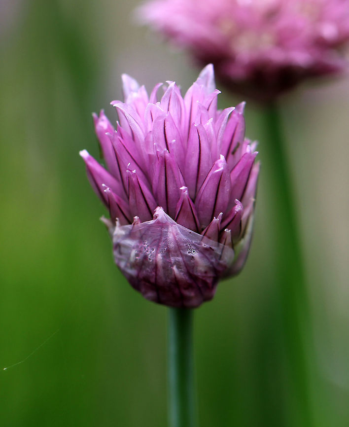 Wild Chives Clusters of purple, globular flowers subtended by papery bracts atop tall, thin stems. Thin, green leaves that look like blades of grass. This plant easily escapes gardens. Allium schoenoprasum,Chives,Geotagged,Spring,United States,Wild Chives,chives