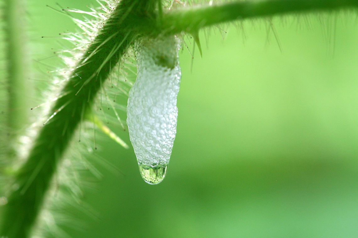 Spittlebug - Cercopoidea The superfamily Cercopoidea is best known for its nymph stage, which produces a cover of frothed-up plant sap resembling spit; the nymphs are therefore commonly known as spittlebugs and their froth as cuckoo spit, frog spit or snake spit.  Cercopoidea,Geotagged,Spittlebug,Spring,United States,cuckoo spit,frog spit,snake spit