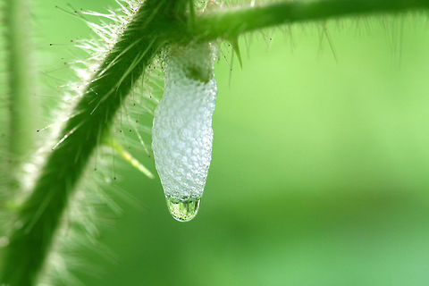 Spittlebug - Cercopoidea The superfamily Cercopoidea is best known for its nymph stage, which produces a cover of frothed-up plant sap resembling spit; the nymphs are therefore commonly known as spittlebugs and their froth as cuckoo spit, frog spit or snake spit.  Cercopoidea,Geotagged,Spittlebug,Spring,United States,cuckoo spit,frog spit,snake spit