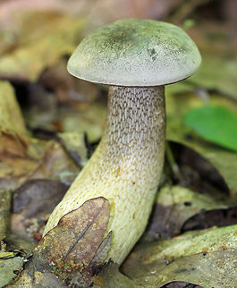 Gray Bolete Gray, velvety, convex cap. Pores were white and didn't bruise on contact. Stem had a yellow tint and was prominently reticulate. Geotagged,Gray Bolete,Retiboletus griseus,Summer,United States,bolete,fungus,mushroom