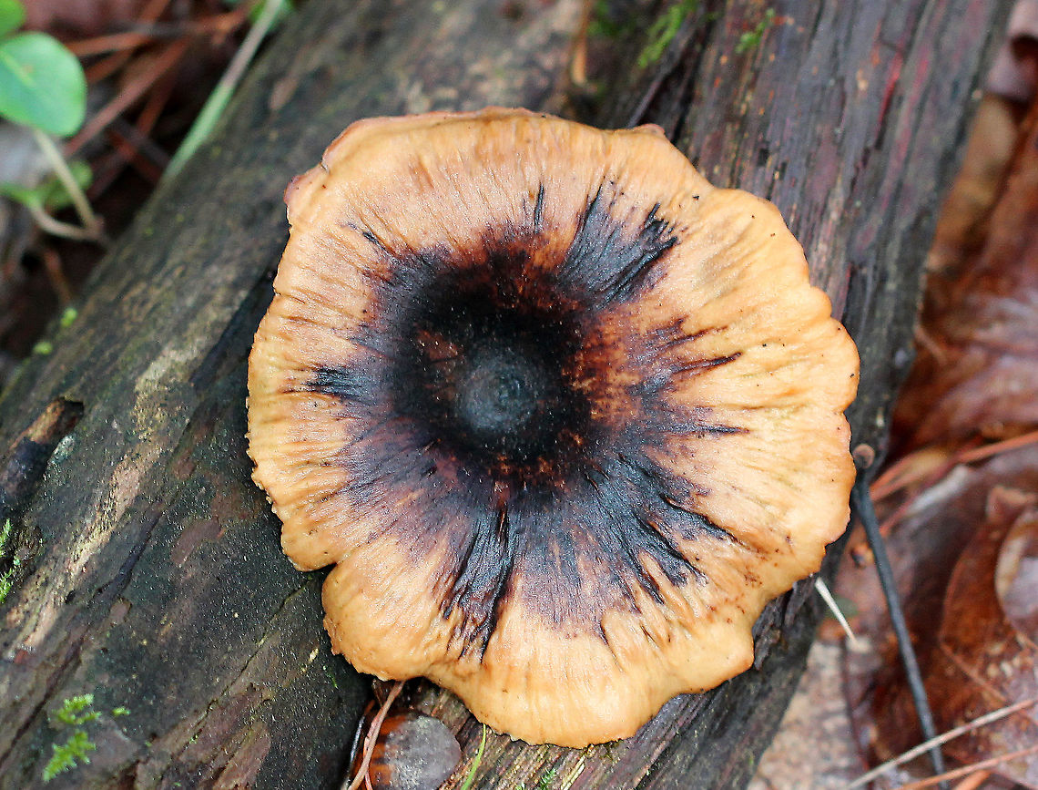 Black-footed Polypore - Picipes badius Cap was mostly light orange-brown with a darker brown area in the middle. Pores were brown and did not bruise. Cap was approximately 8cm.<br />
<br />
 Black-footed Polypore,Black-footed polypore,Geotagged,Picipes badius,Polyporus badius,Polyporus picipes,Royoporus badius,Summer,United States,fungus,mushroom,polypore