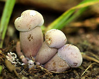 Violet Bitter Bolete Small boletes with violet caps that turn pink and then tan as they age. Flesh and pores are white, but bruise violet. Geotagged,Summer,Tylopilus violatinctus,United States,Violet Bitter Bolete,bolete,fungus,mushroom