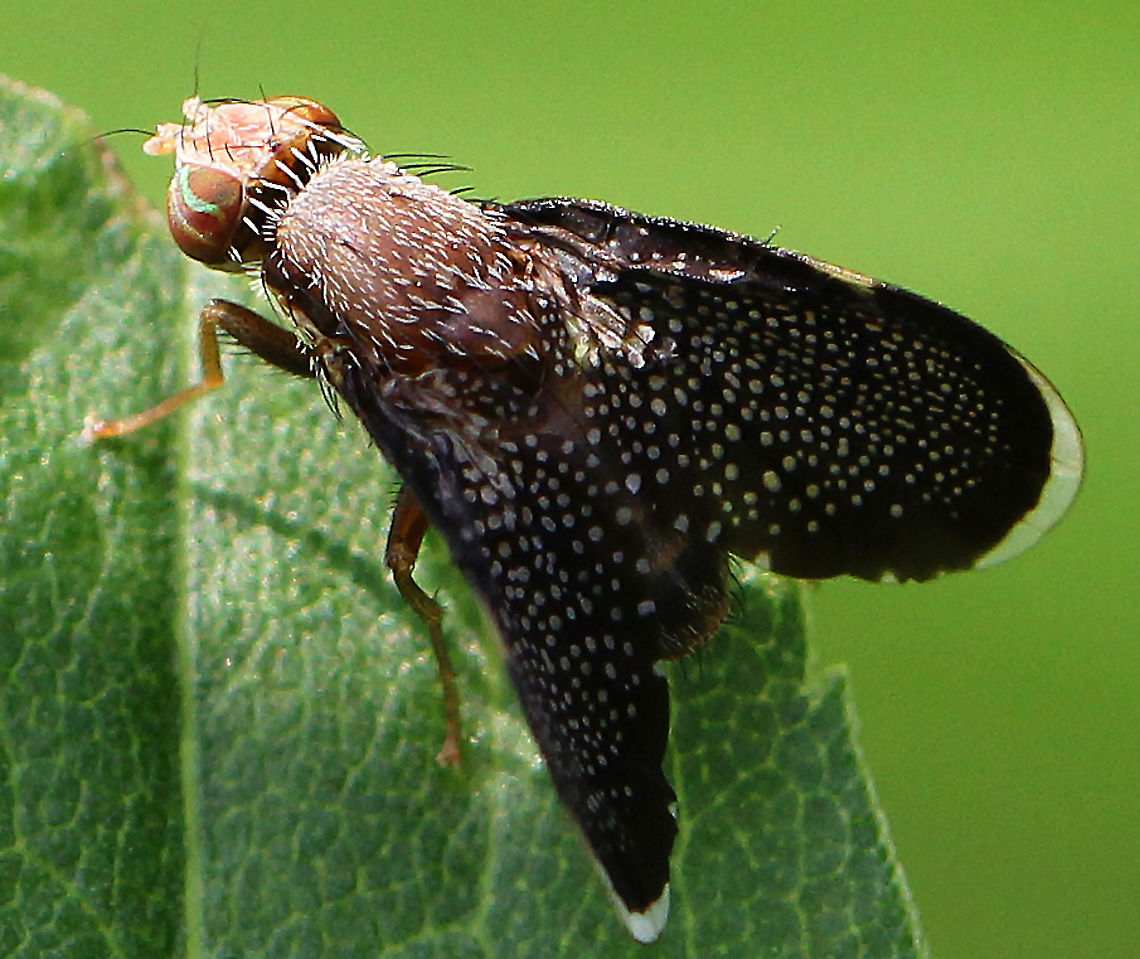 Eutreta noveboracensis Gorgeous fly that had black wings covered in white dots, striped eyes, and a hairy thorax. Unfortunately, it didn't hang around long enough for me to get any other shots. Eutreta noveboracensis,Geotagged,Summer,United States,fly,fruit fly