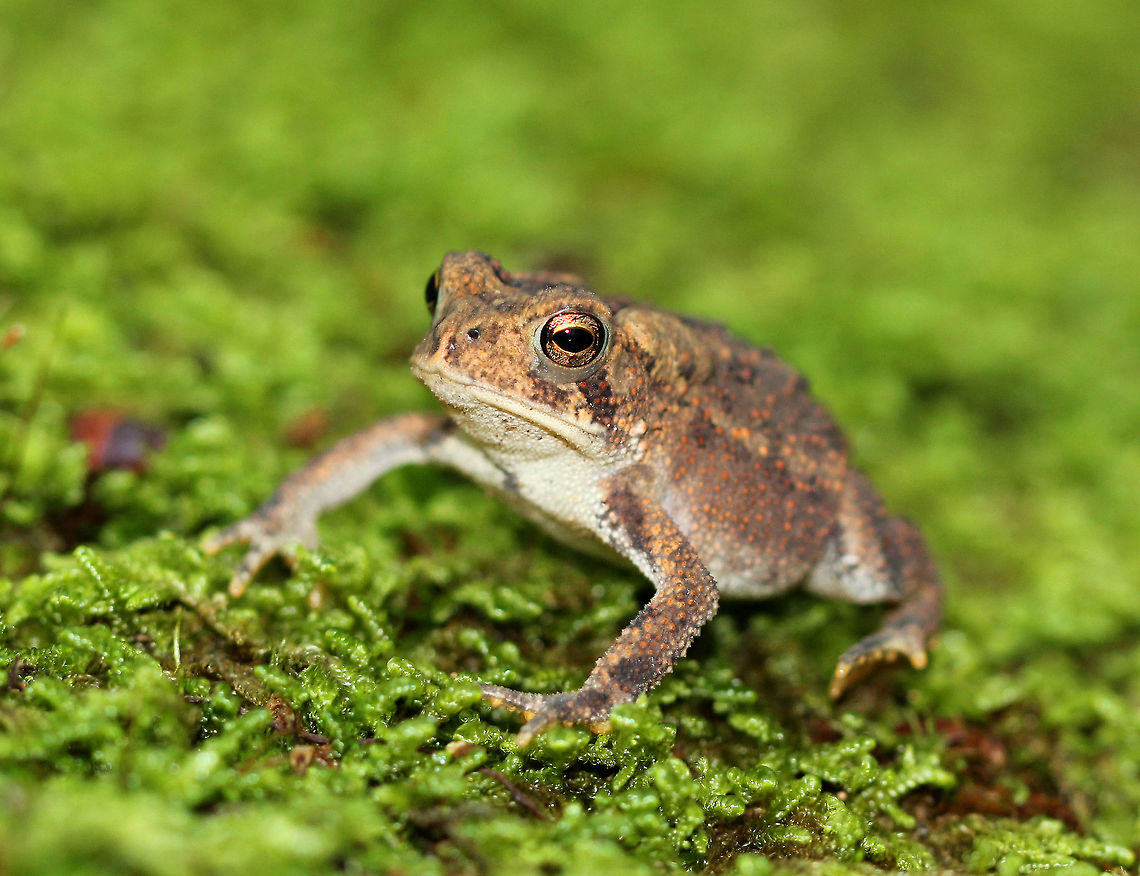 Eastern American Toad A large toad, close to 5cm in size. Color was mostly brown and olive. It had a very light middorsal stripe and 1-2 warts in each dorsal spot. American toad,Anaxyrus,Anaxyrus americanus,Eastern American Toad,Geotagged,Summer,United States,toad