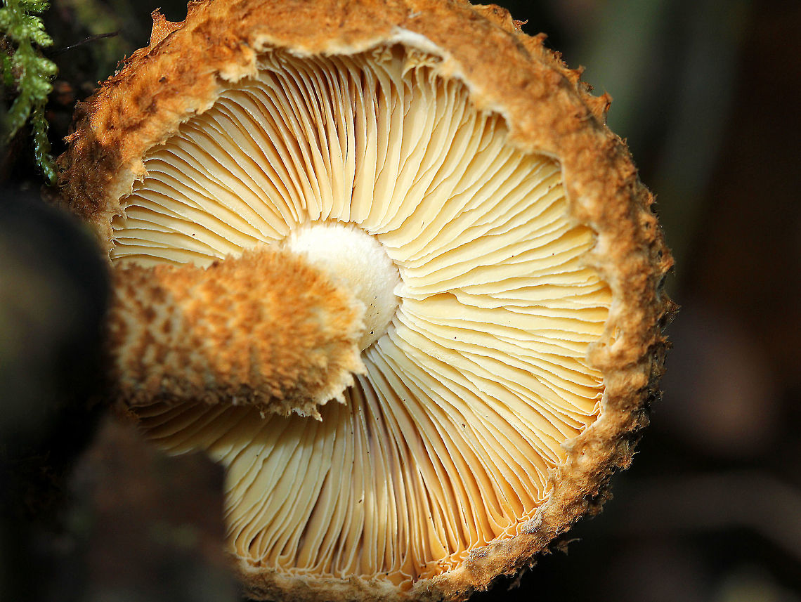 Decorated Pholiota Gorgeous orange-brown mushroom with a fantastically textured, shaggy, dry cap. The stem was also shaggy, except for the apex, which was bald and white. The cap had an inrolled margin and cream colored gills. Decorated Pholiota,Fall,Geotagged,Leucopholiota decorosa,Pholiota,United States
