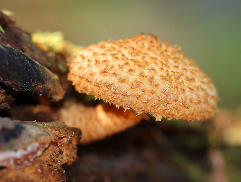 Decorated Pholiota Gorgeous orange-brown mushroom with a fantastically textured, shaggy, dry cap. The stem was also shaggy, except for the apex, which was bald and white. The cap had an inrolled margin and cream colored gills. Decorated Pholiota,Fall,Geotagged,Leucopholiota decorosa,Pholiota,United States,fungus,mushroom