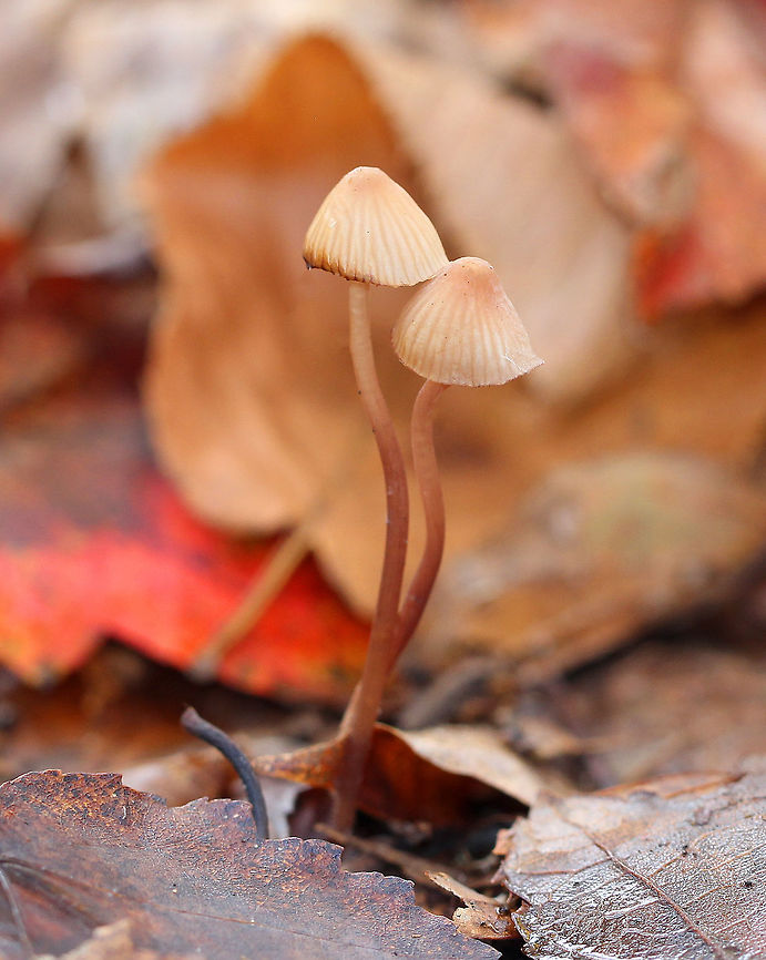 Bleeding Bonnets Brown, gangly mushrooms that will &quot;bleed&quot; a dark red sap when injured. They were 4-5 cm tall. Bleeding Bonnets,Bleeding bonnet,Fall,Geotagged,Mycena sanguinolenta,United States,fungi,mushrooms