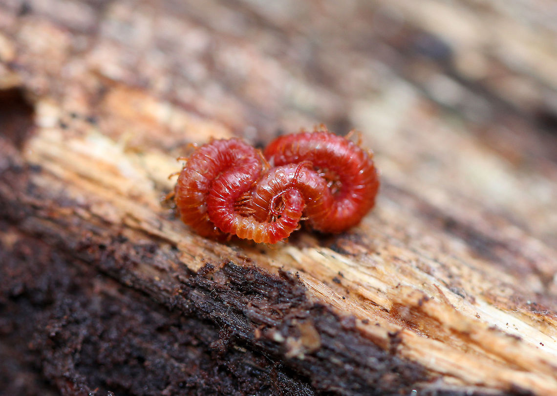 Soil Centipede - Strigamia bothriopus Beautiful, bright red centipede that was close to 5cm long.   Centipedes are metameric, which means that their body is divided into segments, which are mostly all identical. Metamerization is an important phenomenon that humans share with centipedes. In humans, metamerization is seen in the repeating spinal discs in our backbones.<br />
<figure class="photo"><a href="https://www.jungledragon.com/image/71618/soil_centipede_-_strigamia_bothriopus.html" title="Soil Centipede - Strigamia bothriopus"><img src="https://s3.amazonaws.com/media.jungledragon.com/images/3232/71618_thumb.jpg?AWSAccessKeyId=05GMT0V3GWVNE7GGM1R2&Expires=1767225610&Signature=47BIFddSTFl46MEaMzWP5OyTIZo%3D" width="200" height="148" alt="Soil Centipede - Strigamia bothriopus Beautiful, bright red centipede that was close to 5cm long. Centipedes are metameric, which means that their body is divided into segments, which are mostly all identical. Metamerization is an important phenomenon that humans share with centipedes. In humans, metamerization is seen in the repeating spinal discs in our backbones.<br />
<br />
https://www.jungledragon.com/image/56916/soil_centipede.html Chilopoda,Fall,Geophilomorpha,Geotagged,Linotaeniida,Strigamia,Strigamia bothriopus,United States,centipede" /></a></figure> Chilopoda,Fall,Geophilomorpha,Geotagged,Linotaeniida,Soil Centipede,Strigamia,Strigamia bothriopus,United States,centipede