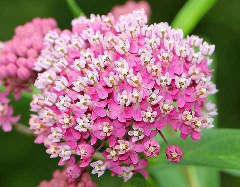 Swamp Milkweed Large clusters of pinkish-purple flowers at the top of tall, branching stems. During the past 20 years, the population of monarch butterflies has plummeted nearly 90% in North America. One of the biggest factors in this decline is the scarcity of milkweed. Milkweed is the only host plant for monarch caterpillars, and without milkweed, monarchs cannot successfully reproduce. Hence, the decline of the species. Asclepias,Asclepias incarnata,Geotagged,Summer,Swamp Milkweed,United States,milkweed