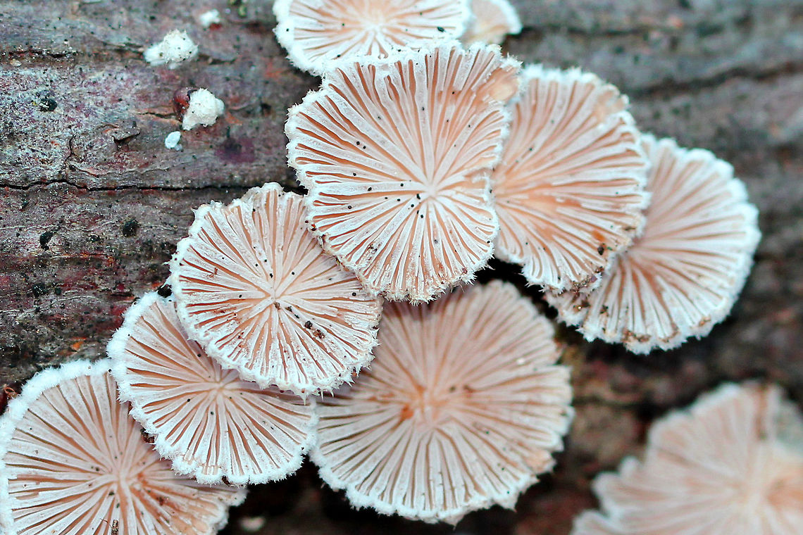 Split Gills Large fruiting bodies with a lovely pinkish hue. Most were 3-5 cm wide with a hairy, white upper surface and gill-like folds on the under surface. Although it is considered inedible in the United States and Europe, this species is widely consumed in other parts of the world. Also, it may have immunomodulatory, antifungal, and antiviral properties. Fall,Geotagged,Schizophyllum,Schizophyllum commune,Split Gills,United States,fungus
