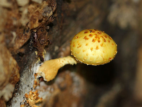 Golden Scalycap Cap was yellow with brown scales. Gills were tan/yellow. Shaggy yellow stipe. Fall,Geotagged,Golden Scalycap,Pholiota,Pholiota aurivella,United States,fungus,mushroom
