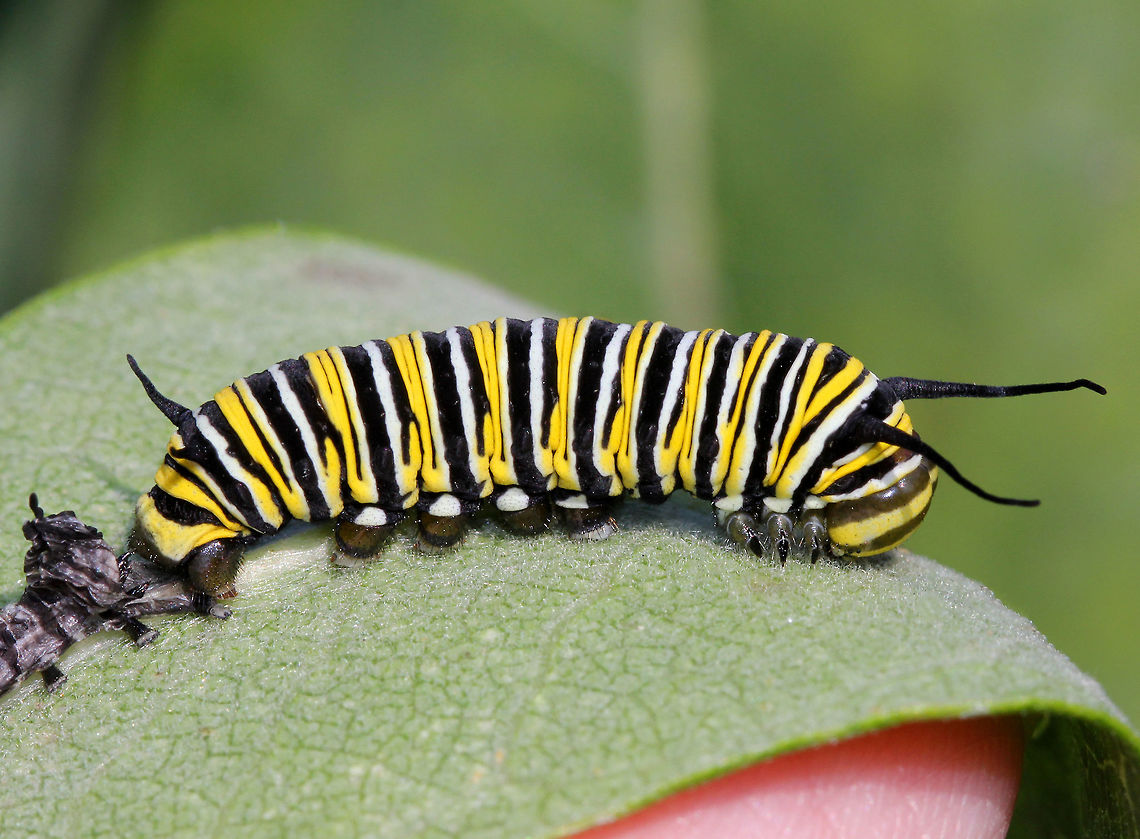 Monarch Caterpillar Monarch larva with a complex banding pattern of white, yellow, and black stripes. The white dots on the prolegs, in addition to the large size of this caterpillar (4 cm long) indicate that this either a 4th or 5th instar larva. This caterpillar seems to have recently molted since it&#039;s shed skin was right behind it.  Caterpillar,Danaus,Danaus plexippus,Geotagged,Monarch,Monarch Caterpillar,Monarch butterfly,Summer,United States