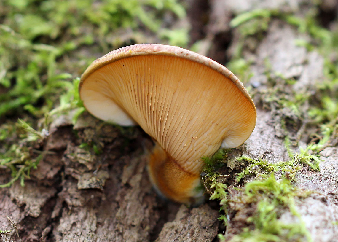 Late Fall Oysters - Sarcomyxa serotina Dry, tan caps with pale yellow gills and short, stub-like stems. The caps ranged in size from 3-6 cm wide, and they were fan-shaped with incurved margins. The gills were attached and were descending the stem. <br />
<figure class="photo"><a href="https://www.jungledragon.com/image/72136/late_fall_oysters_-_sarcomyxa_serotina.html" title="Late Fall Oysters - Sarcomyxa serotina"><img src="https://s3.amazonaws.com/media.jungledragon.com/images/3232/72136_thumb.jpg?AWSAccessKeyId=05GMT0V3GWVNE7GGM1R2&Expires=1759968010&Signature=QBlk5NxHAvtM4%2FS%2Fgfg%2BebK%2BGe4%3D" width="102" height="152" alt="Late Fall Oysters - Sarcomyxa serotina Dry, tan caps with pale yellow gills and short, stub-like stems. The caps ranged in size from 3-6 cm wide, and they were fan-shaped with incurved margins. The gills were attached and were descending the stem.<br />
<br />
Habitat: Growing high up on a snag in a mixed forest.<br />
https://www.jungledragon.com/image/56921/late_fall_oyster.html Fall,Geotagged,Late oyster,Sarcomyxa serotina,United States" /></a></figure> Fall,Geotagged,Late Fall Oyster,Panellus serotinus,Sarcomyxa,Sarcomyxa serotina,United States,fungus,mushroom,oyster