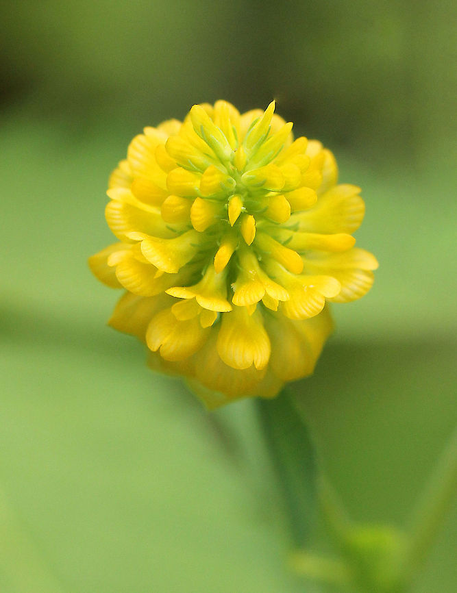 Hop Clover Small, yellow pea flowers that are clustered in roundish heads above leaves that are divided into three leaflets. Flower heads were approximately 2 cm wide. The flowers, leaves, and seeds of this plant are edible. The flowers can be used in tea, the seeds can be roasted and eaten as is or they can be ground into flour, and the leaves are good tossed in salad. Geotagged,Hop Clover,Hop Trefoil,Summer,Trifolium,Trifolium campestre,United States,clover