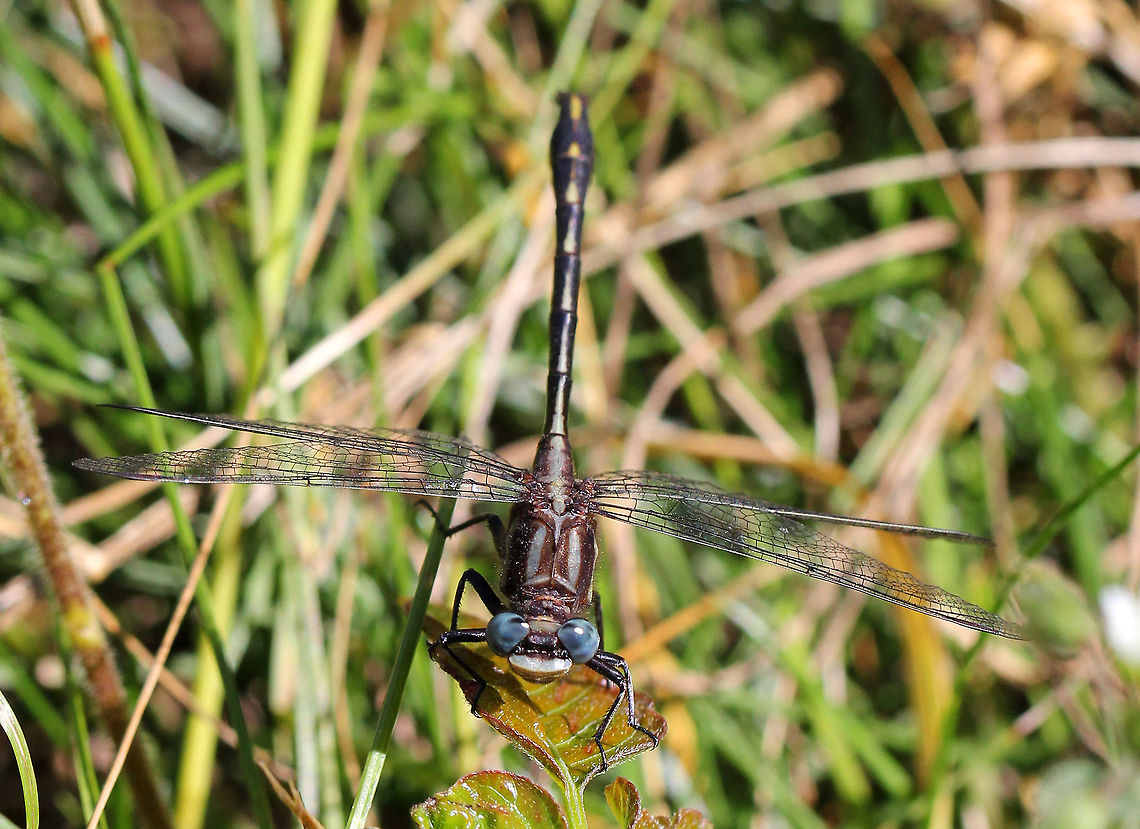 Lancet Clubtail Dragonfly with blue eyes, a brown thorax with blue stripes, and a dorsal yellow stripe along the full length of the abdomen. Approximately 45 mm long. Geotagged,Lancet Clubtail,Phanogomphus,Phanogomphus exilis,Spring,United States,dragonfly