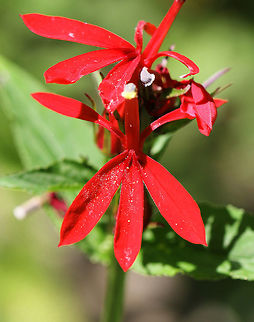 Cardinal Flower Beautiful, bright red flowers that have three spreading lower petals and two upper petals that are united into a tube at the base. In the past, this was one of the few locations where I could consistently find cardinal flower each summer. Sadly, the abundance gets less each year. This summer, there was only this one plant left growing by this pond. Over picking this gorgeous wildflower has resulted in its scarcity.  Cardinal Flower,Geotagged,Lobelia,Lobelia cardinalis,Summer,United States,flower