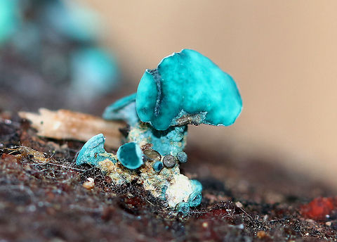 Green Elfcup Greenish blue cup fungi with off-centered stems. 4-5mm wide. This species contains a quinone pigment called xylindein, which is the reason for the characteristic bluish-green stain that occurs on wood that's infected by this species. Chlorociboria,Chlorociboria aeruginascens,Fall,Geotagged,Green Elfcup,Green elfcup,United States,elfcup,fungus,mushroom
