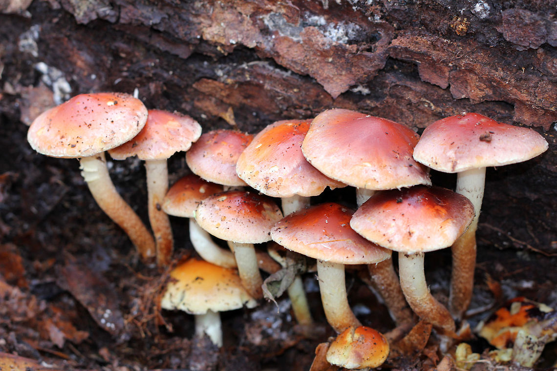 Brick Caps Pink caps with pale margins. White/gray gills with brown spores visible. They were 8-10cm tall. They were growing in a tight cluster under leaf litter &ndash; out from underneath rotting wood. I also spotted some growing at the base of an oak tree. Brick Cap,Brick cap,Fall,Geotagged,Hypholoma lateritium,United States,fungi,mushrooms