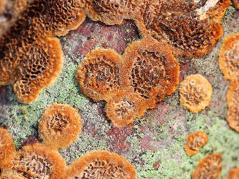 Hymenochaetaceae Cinnamon brown crust-like fungus. Hymenochaetaceae is a very large family that has at least 27 genera and 487 species. Many species in this family cause heart rot, canker, and root rot in hardwoods and conifers. Fall,Fungus,Geotagged,Hymenochaetaceae,United States