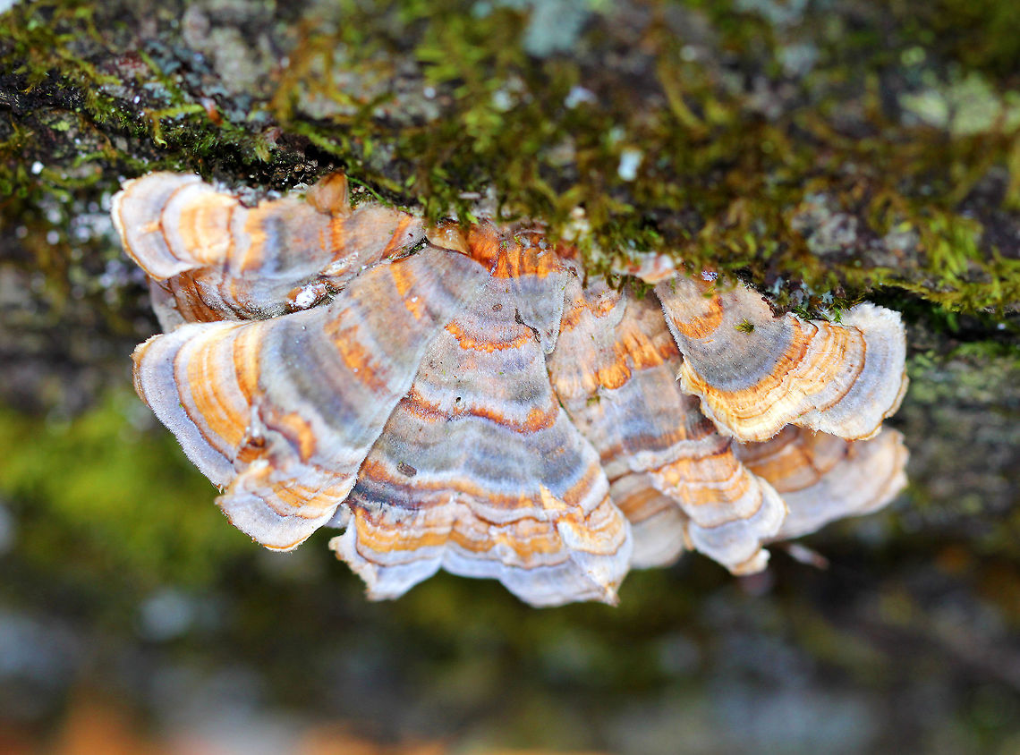 Turkey Tail One of several kinds of fungi with bird-related monikers! Turkey Tail gets its name from the fact that it sort of resembles a turkey's tail. The caps were bracket-shaped, thin, velvety, and had concentric zones of purple, white, and orange. The pores were dingy white colored. Fall,Geotagged,Trametes,Trametes versicolor,Turkey Tail,United States,fungus