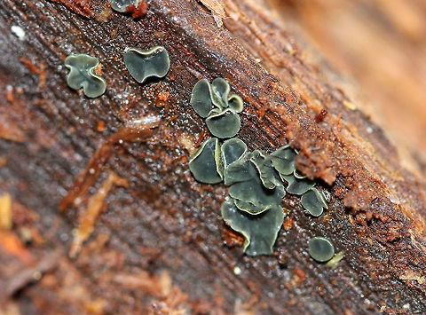 Olive Salver Cup-shaped fungus that have mostly flattened from age. The discs were green and had yellow margins that were pruinose. Most were 1-3 mm wide.  Catinella olivacea,Fall,Geotagged,Olive Salver,United States,fungus