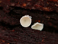 Stalked Hairy Fairy Cups - Dasyscyphus virgineus Small, white stalked cups that were approximately 1-2 mm wide. The sterile outer surface was covered in white hairs, while the fertile surface was completely smooth. Dasyscyphus virgineus,Fall,Geotagged,Lachnum virgineum,Stalked Hairy Fairy Cups,United States,White disco,cup fungi,fungi,mushrooms
